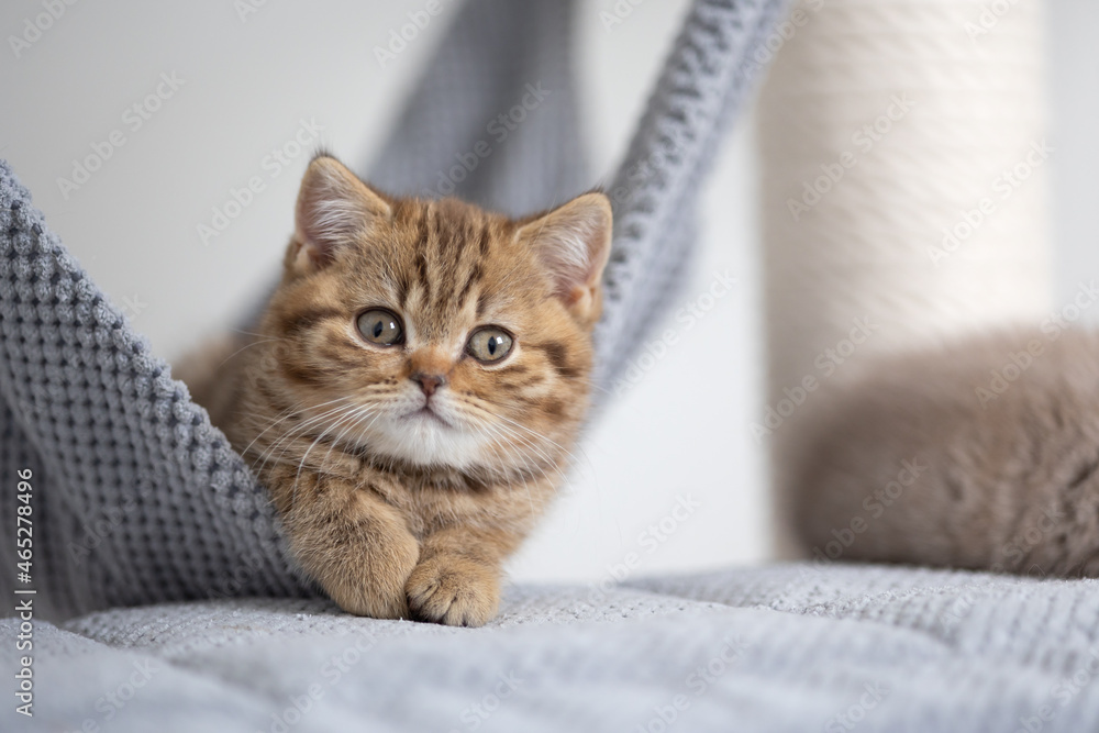 Edel Britisch Kurzhaar Katze Kitten Odd eyed cinnamon Stock Photo | Adobe  Stock