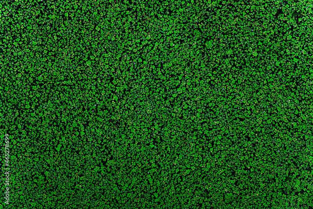 Obraz premium texture or pattern of small water plant leaves (duckweed Lemna minor)