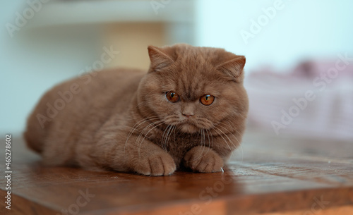 Edel Britisch Kurzhaar Katze Kitten Odd eyed cinnamon © Wabi-Sabi Fotografie