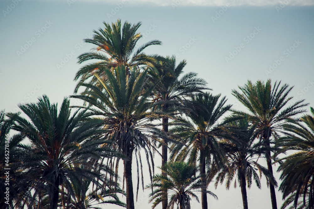 Palm trees silhouette on the sunset background. Nature and vacation concept Palm trees silhouette on the sunset background. Nature and vacation concept