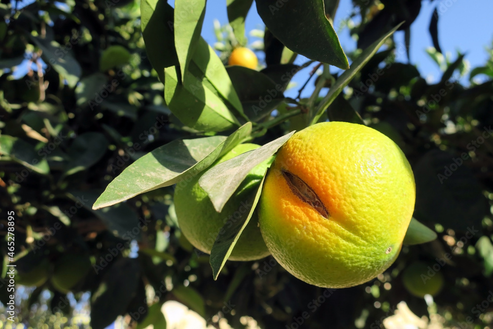 A crack in an orange fruit during ripening at the end of October in Ayia Napa Cyprus A crack in an orange fruit during ripening at the end of October in Ayia Napa Cyprus