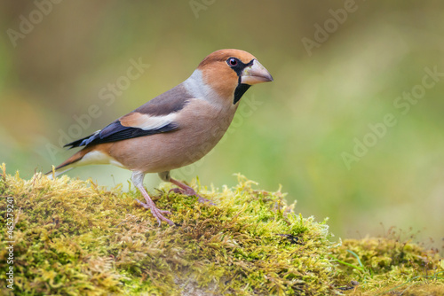 Hawfinch perched on mossy stone (Coccothraustes coccothraustes)