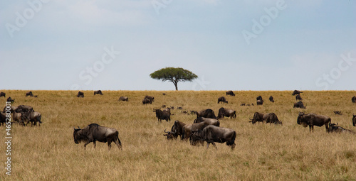 Calm before the great migration © Matija