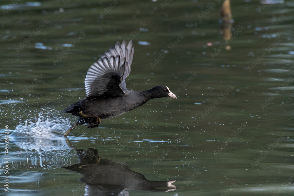Eurasian, or Common Coot Fulica atra about to take-off on a pond. Eurasian, or Common Coot Fulica atra about to take-off on a pond.