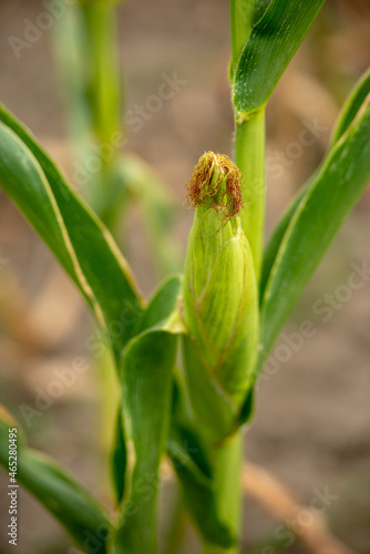 corn on the stalk