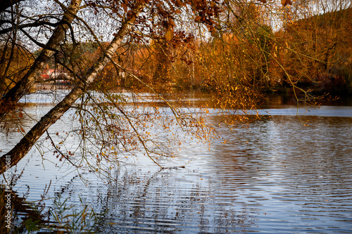 Golden color tree on river bank, Kolodeje nad Luznici. photo