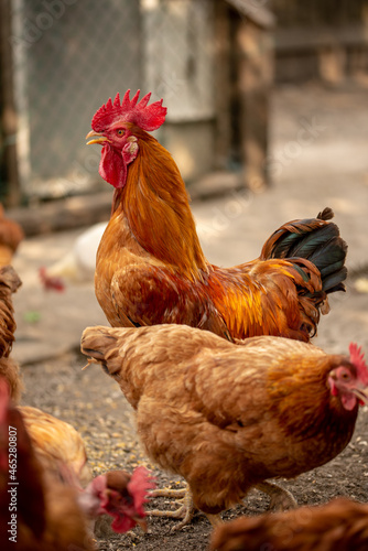 chickens in the farm © Szucs