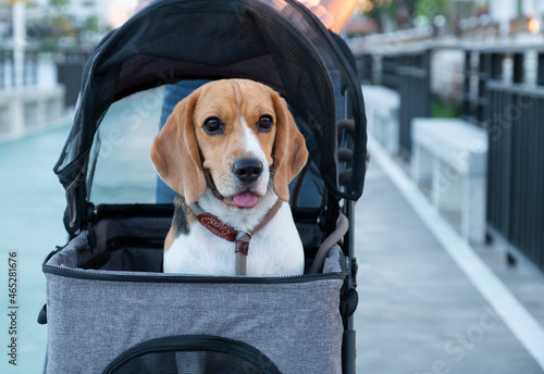 A relaxing cute brown beagle on a dog stroller at a public park.   