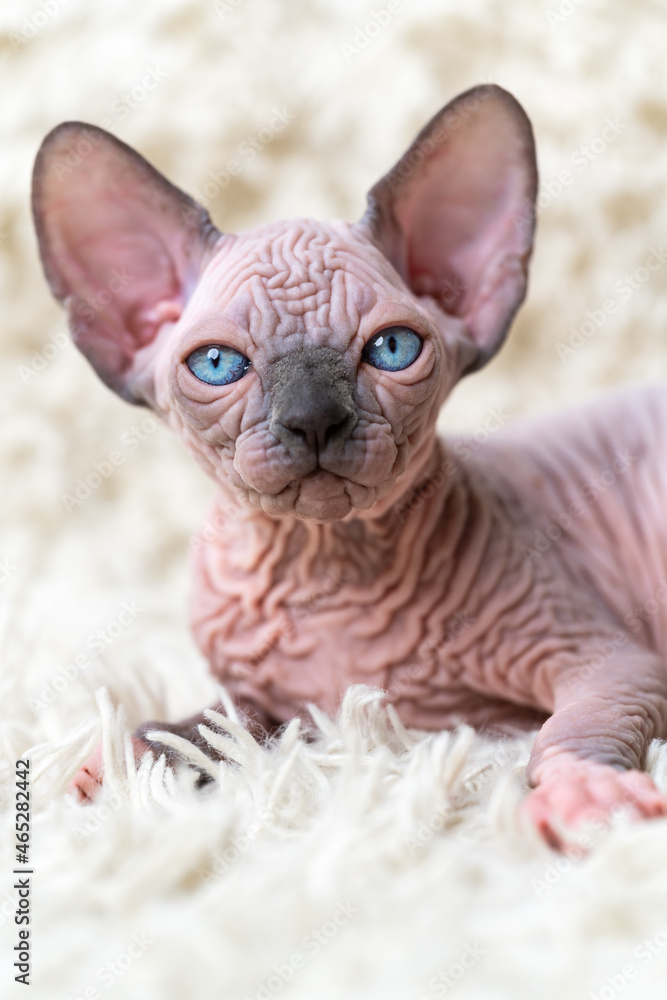 Portrait of funny Sphynx Cat kitten with big blue eyes looking at camera, lying on white carpet with long pile. Close-up front view of hairless female kitten blue mink with white color. Studio shot.