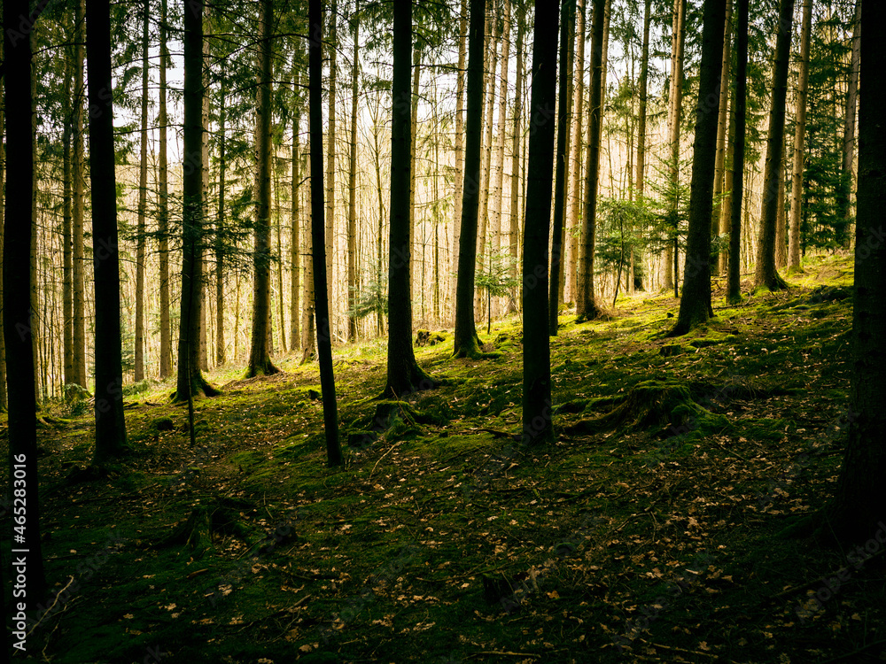 Naklejka premium The forest with the many tree stumps