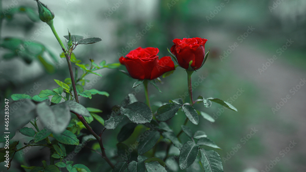 roses are love hopeful and beauty roses are love hopeful and beauty