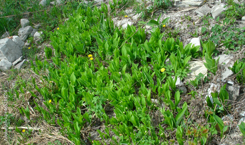 Green grass growth on a rocky surface