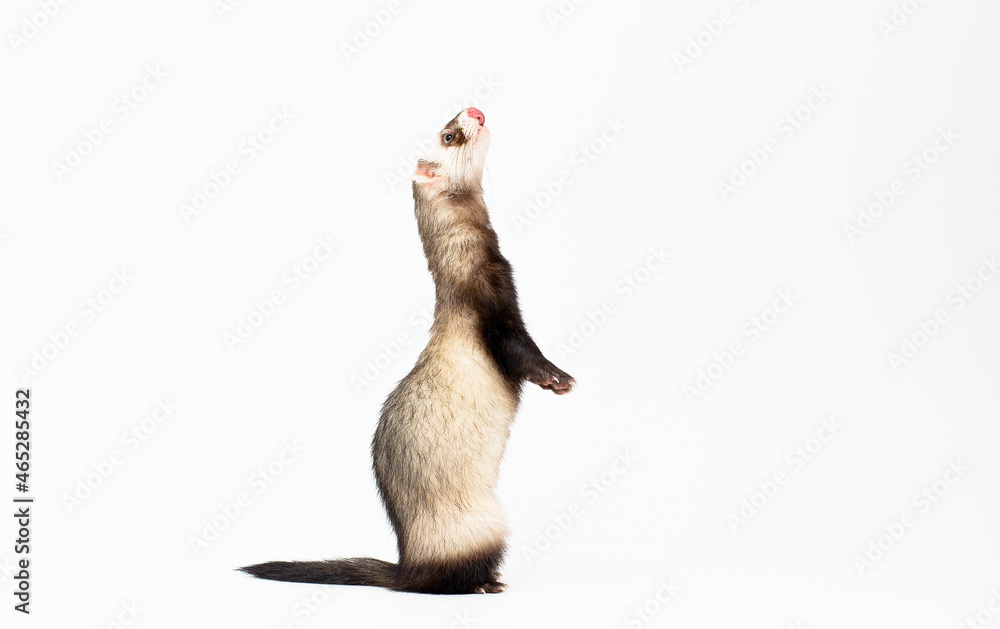 Ferret standing on hind legs and looking up, isolated on white Stock-Foto |  Adobe Stock