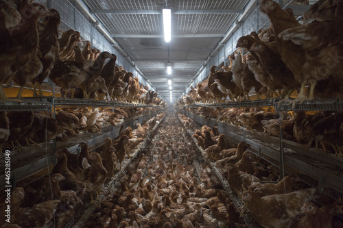 farm chickens in hen house and loose in the field