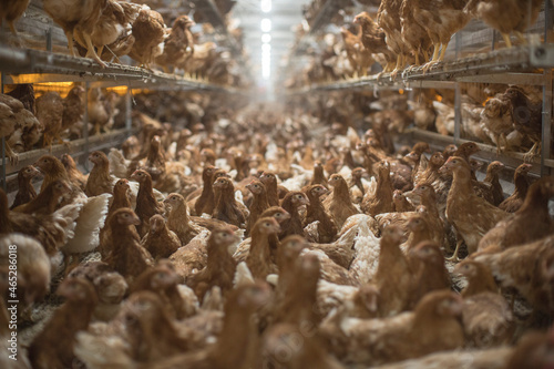 farm chickens in hen house and loose in the field