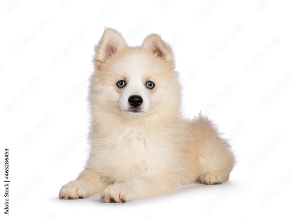 Obraz premium Adorable fluffy Pomsky dog pup, laying down front view. Looking towards camera with blue eyes. Isolated on a white background.