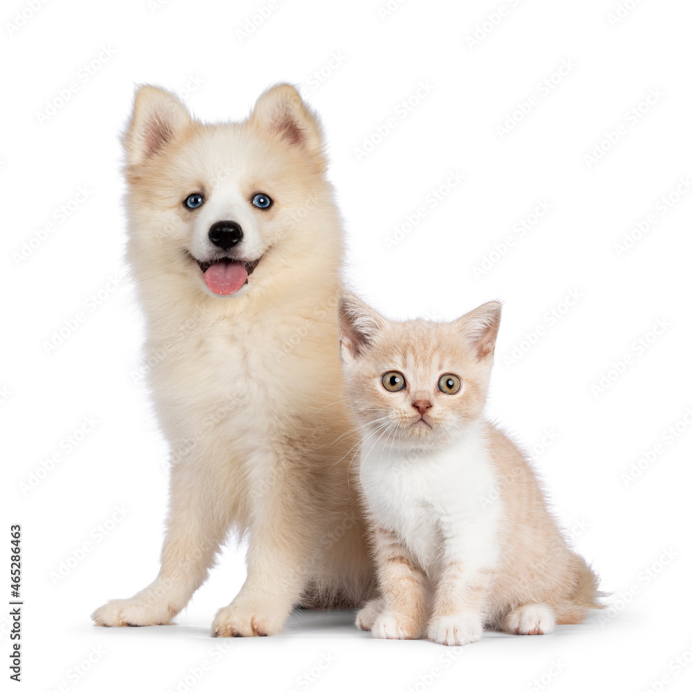 Adorable fluffy Pomsky dog pup, sitting together with British Shorthair cat kitten. Looking towards camera. Isolated on a white background. Adorable fluffy Pomsky dog pup, sitting together with British Shorthair cat kitten. Looking towards camera. Isolated on a white background.
