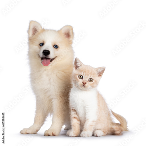 Adorable fluffy Pomsky dog pup, sitting together with British Shorthair cat kitten. Looking towards camera. Isolated on a white background.