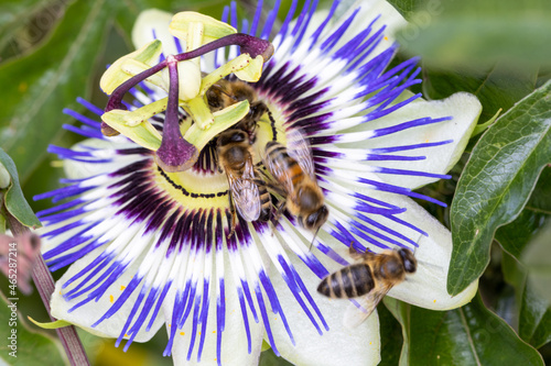 Bees on a passion flower Passiflora caerulea Passionflower against green garden background. High quality photo photo