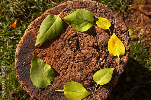 Green and yellow autumn leaves on a wooden stump. Green circle symbol and regenerative resources concepts. 