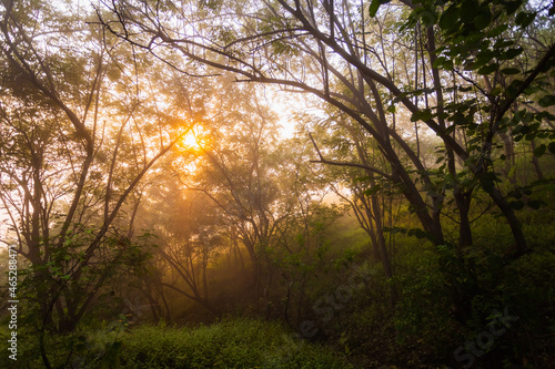 Beautiful morning, foggy sunrise in the forest, in Pune, India.