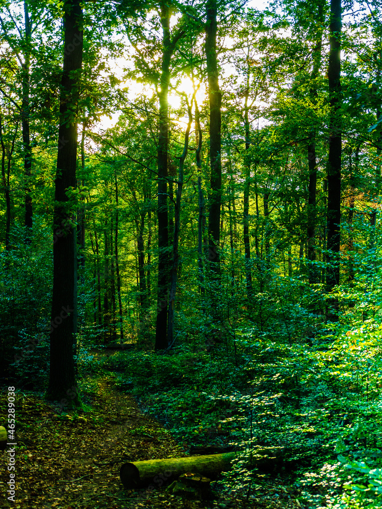 Obraz premium The forest