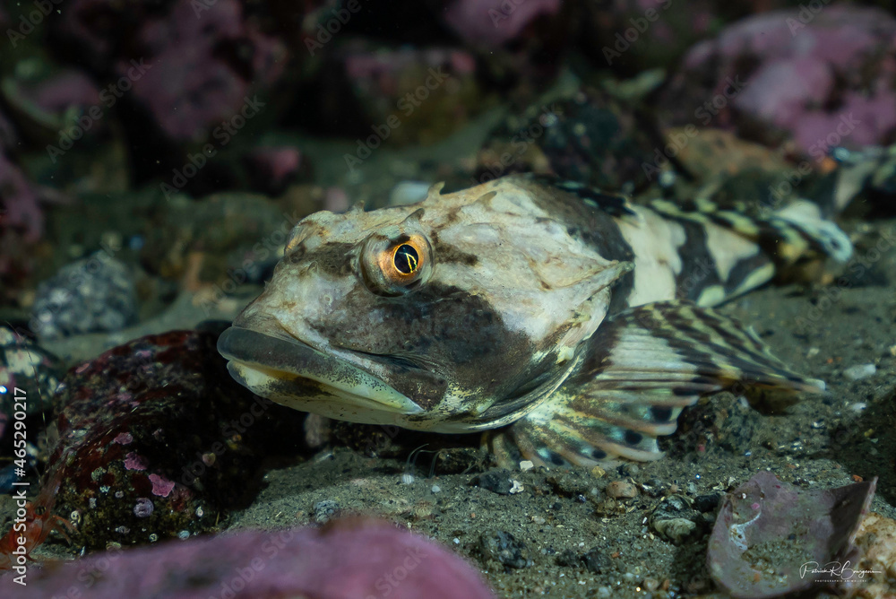fish sea chaboisseau fish sea chaboisseau