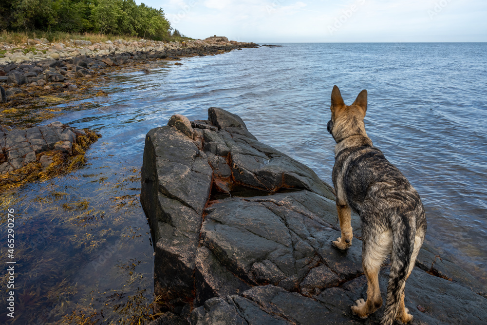 A four-month-old German Shepherd puppy on a rock. Blue ocean in the background