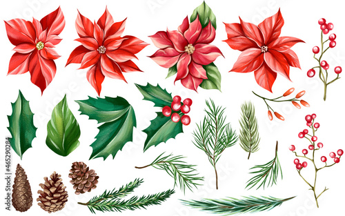 Watercolor set of isolated Christmas illustrations  poinsettias flower  holly  red berries  cones  fir branches.