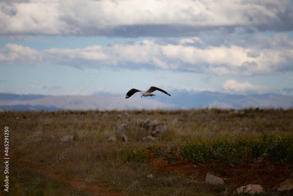 Fototapeta premium Andean seagull flying in the valley
