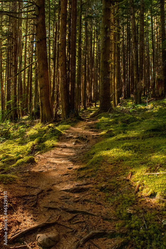 Fototapeta premium Woodland path dappled by late afternoon sun at Olympic National Park