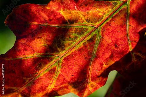 Roteiche Quercus rubra Blatt Herbst rot Farben Makro Details Nahaufnahme Strukturen Jahreszeit rot gelb orange grün Adern Chlorphyll Symbol Sinnbild Verfall Halloween Erntedank Licht transluzent  photo