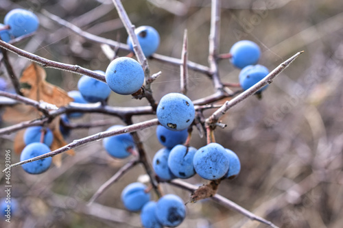 blackthorn on a branch