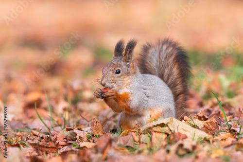 Squirrel in the autumn park..