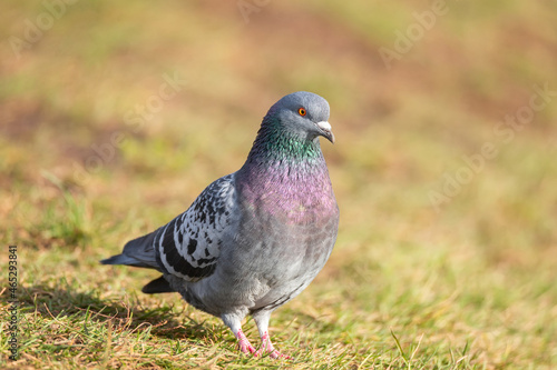 Beautiful pigeon bird standing on grass