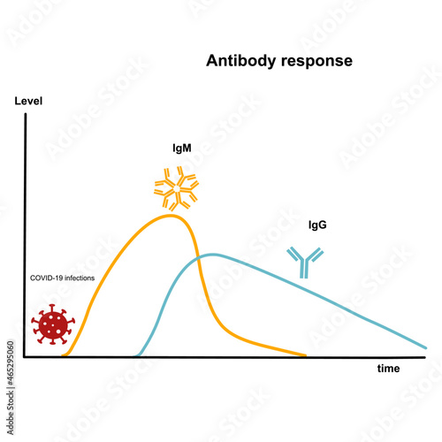 The immune response after SARS-CoV-2 infection that produce the antibody :IgM and IgG for destroy virus.