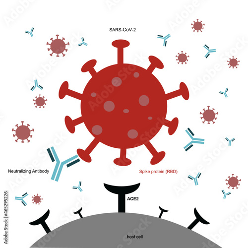 The Neutralizing Antibody specific bind SARS-CoV-2 (COVID-19) to inhibit virus entry host cells via ACE2 receptor. The red icon of virus,blue icon of neutralizing antibody and back icon ACE2 receptor.