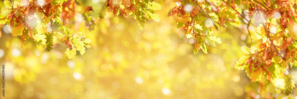 Fototapeta premium Autumn background with oak leaves. Soft focus