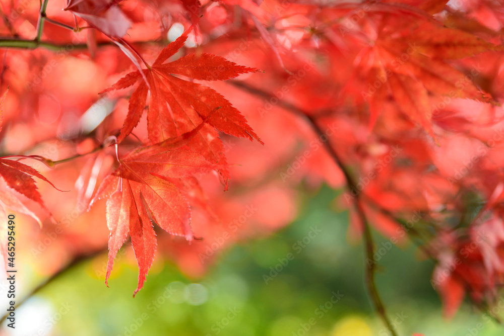 Red Japanese maple leaves. Autumn background. Soft focus Red Japanese maple leaves. Autumn background. Soft focus