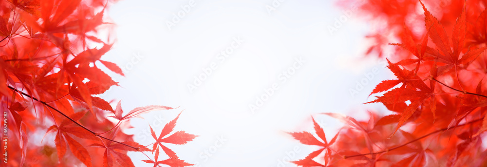 Red Japanese maple leaves. Autumn background. Soft focus Red Japanese maple leaves. Autumn background. Soft focus