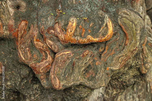 Abstract structure in trunk of tree