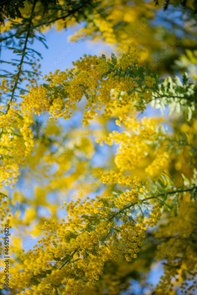 mimosa mimosa