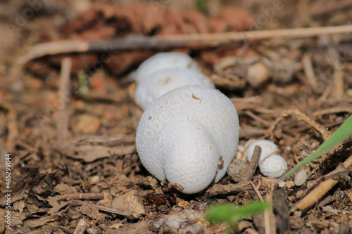 cogumelo natureza fungo mushroom macro photo