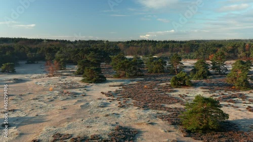 Sand Drift With Scattered Scots Pine Trees And Lush Green Forest  In Soester Duinen In Netherlands. aerial photo