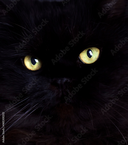 Black cat, cat's eyes, pet animal.