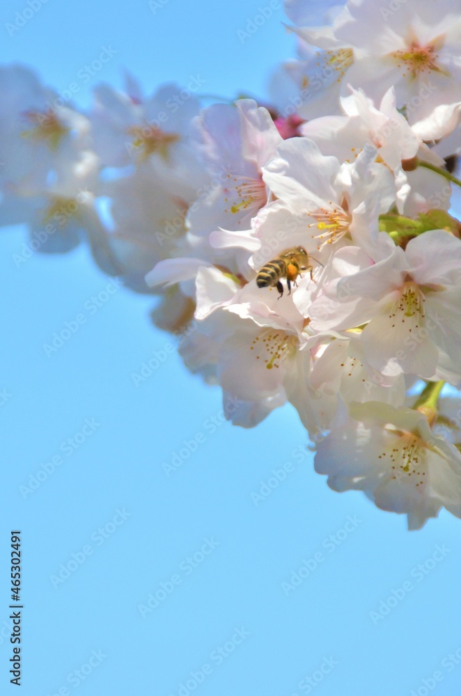 Fototapeta premium A bee comes to the cherry blossoms in full bloom
