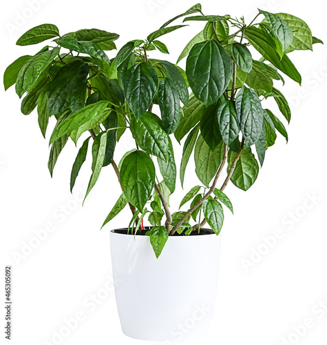 Beautiful green clerodendrum thomsoniae in white pot.  Houseplant isolated on white background. photo