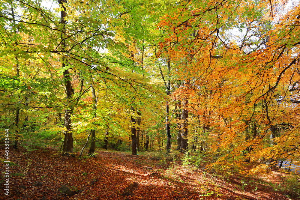 Autumn forest in sunny day