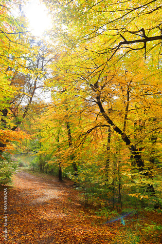 Fototapeta Naklejka Na Ścianę i Meble -  Autumn forest in sunny day