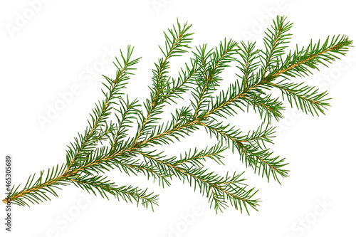 Fir tree branch isolated on white background. New year Christmas background concept.